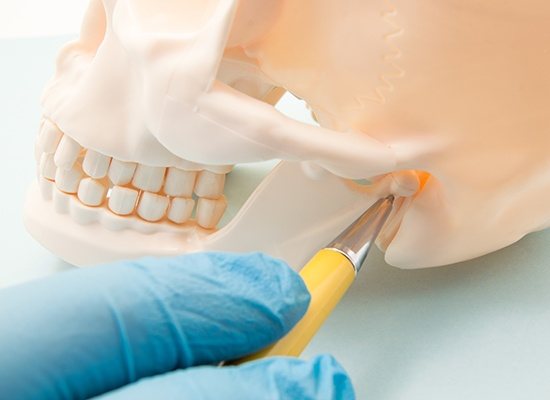 Model of jaw and skull bone